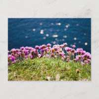Flowers at the Cliffs of Moher Postcard