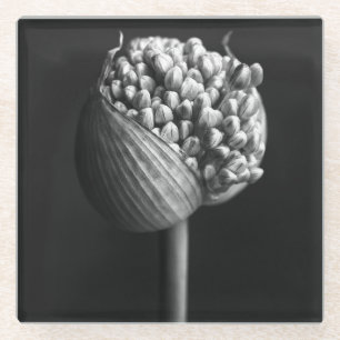 Flowers B&W Allium Flower Bud Glass Coaster