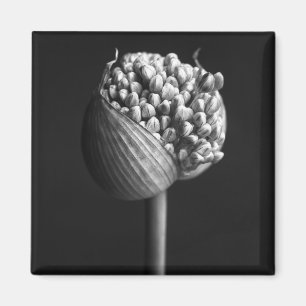 Flowers B&W Allium Flower Bud Magnet