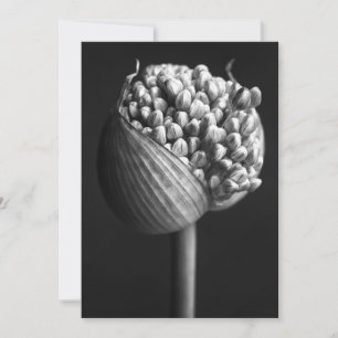 Flowers B&W Allium Flower Bud Thank You Card