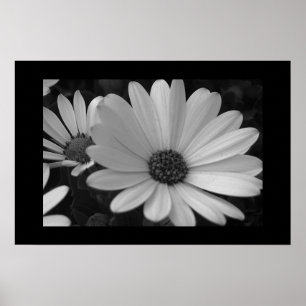 Flowers B&W Poster