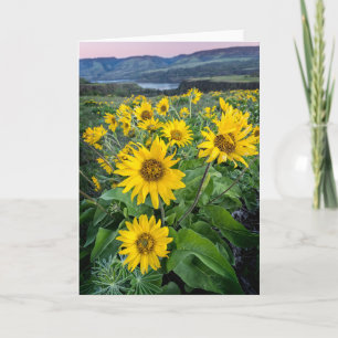 Flowers Balsomroot Columbia River, Oregon Card
