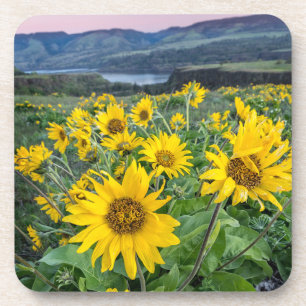 Flowers Balsomroot Columbia River, Oregon Coaster