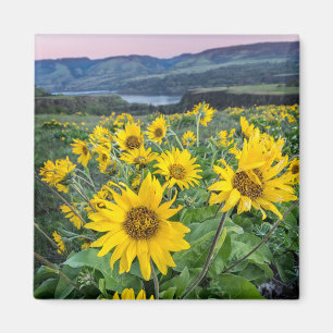 Flowers Balsomroot Columbia River, Oregon Magnet