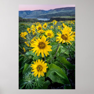 Flowers Balsomroot Columbia River, Oregon Poster