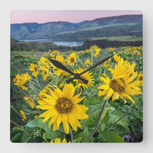 Flowers | Balsomroot Columbia River, Oregon Square Wall Clock (Front)