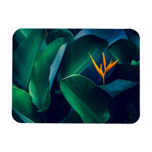 Flowers Bird of Paradise Magnet