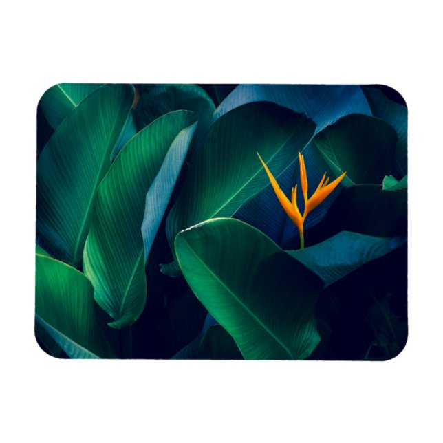 Flowers | Bird of Paradise Magnet (Horizontal)