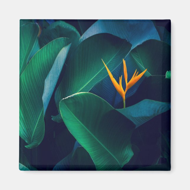 Flowers | Bird of Paradise Magnet (Front)