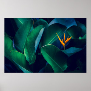 Flowers Bird of Paradise Poster