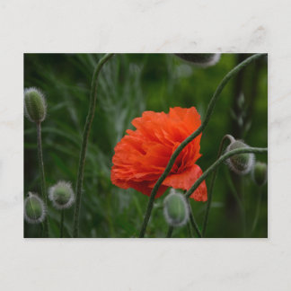 flowers bloom postcard