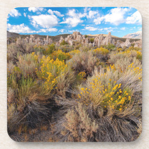 Flowers Blooming Sagebrush California Coaster