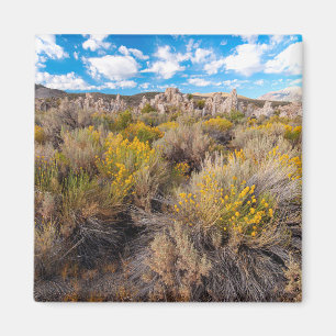 Flowers   Blooming Sagebrush California Magnet