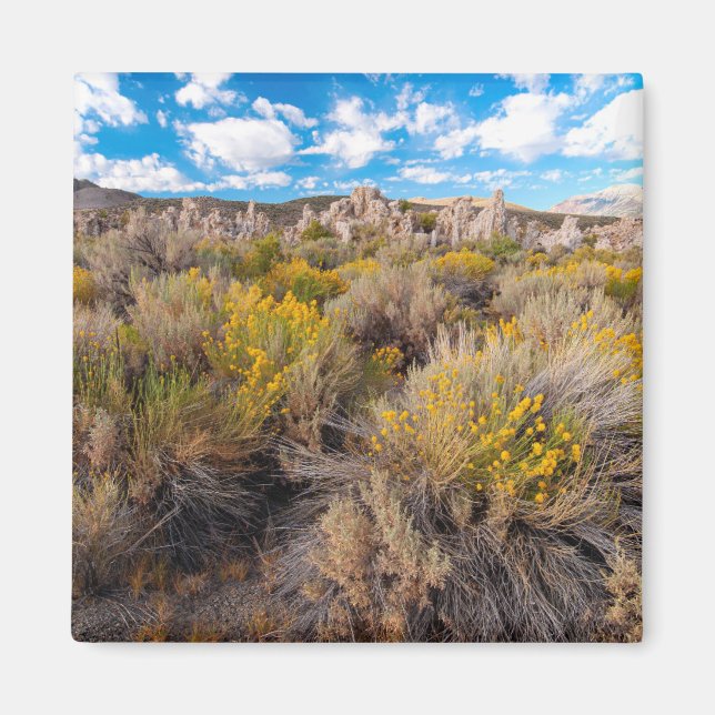 Flowers | Blooming Sagebrush California Magnet (Front)