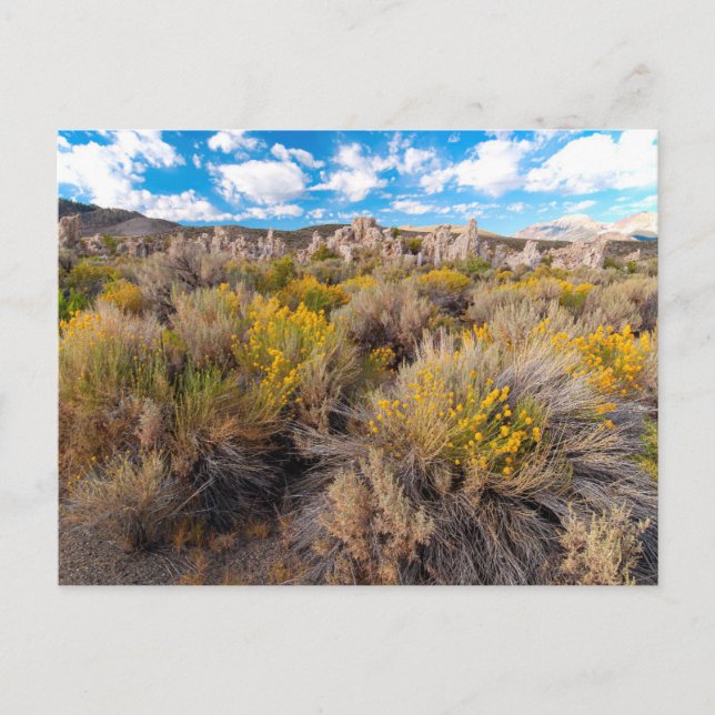 Flowers | Blooming Sagebrush California Postcard (Front)