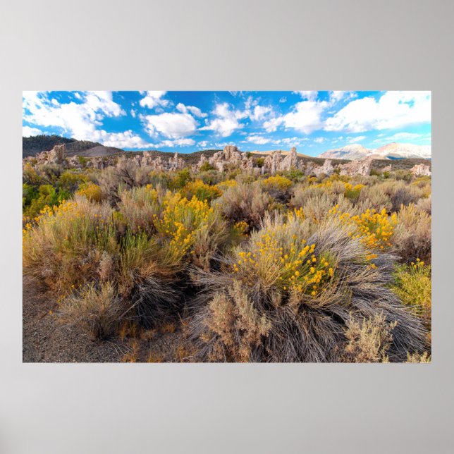 Flowers | Blooming Sagebrush California Poster (Front)
