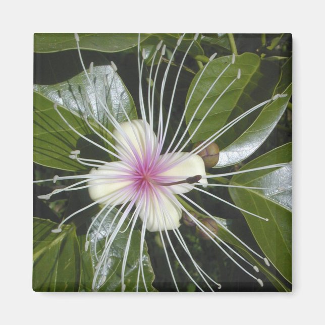 Flowers Blossoms Flora Colourful Pattern Fun Art Magnet (Front)