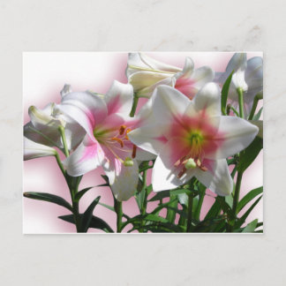 Flowers Blossoms Spring Garden Love Shower Party Invitation Postcard