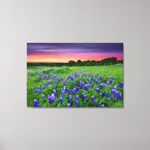 Flowers   Bluebonnets at Sunset Texas Canvas Print