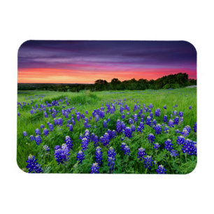 Flowers   Bluebonnets at Sunset Texas Magnet