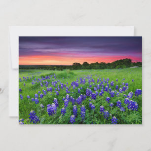 Flowers   Bluebonnets at Sunset Texas Thank You Card