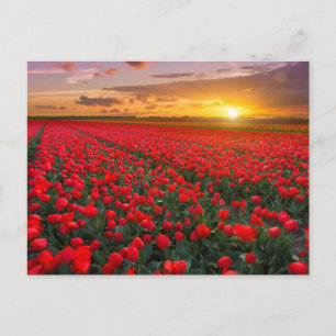 Flowers   Botanical Garden Holland Postcard