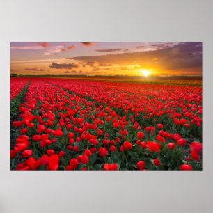 Flowers   Botanical Garden Holland Poster