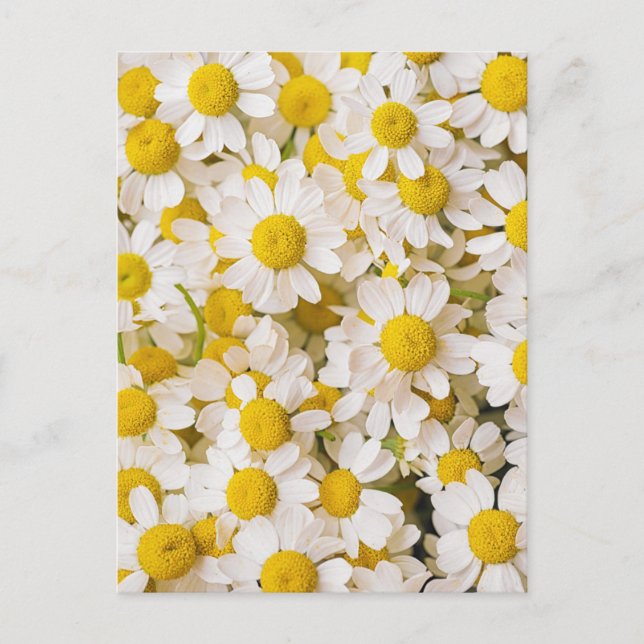Flowers | Bunch of Chamomiles Postcard (Front)