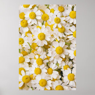 Flowers   Bunch of Chamomiles Poster