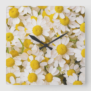 Flowers Bunch of Chamomiles Square Wall Clock