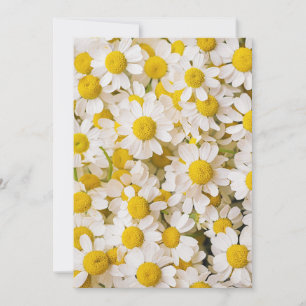 Flowers   Bunch of Chamomiles Thank You Card