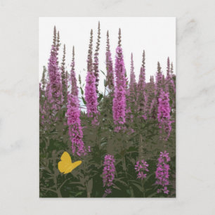 Flowers & Butterfly Postcard