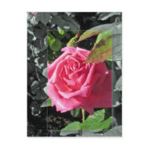 Flowers by the Lake - Pink