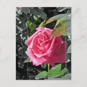 Flowers by the Lake - Pink Postcard