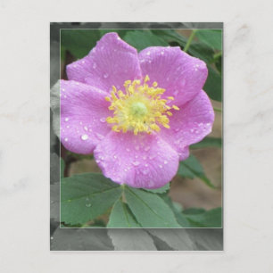Flowers by the Lake - Pink Postcard