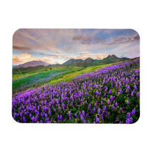 Flowers California Wildflowers Magnet