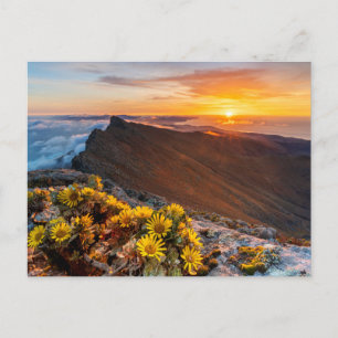 Flowers   Canary Islands, Spain Postcard