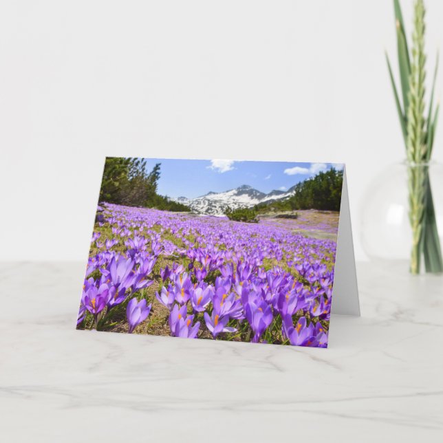 Flowers | Crocus Pirin Mountain Park Bulgaria Card (Front)