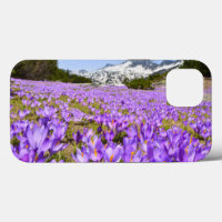 Flowers | Crocus Pirin Mountain Park Bulgaria