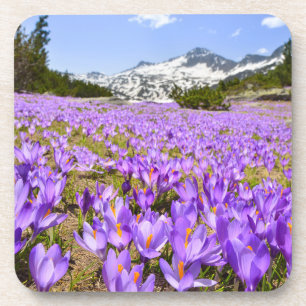 Flowers Crocus Pirin Mountain Park Bulgaria Coaster