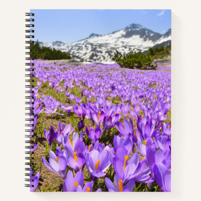 Flowers | Crocus Pirin Mountain Park Bulgaria Notebook (Front)