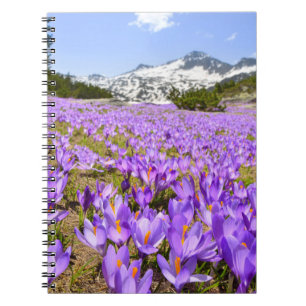 Flowers Crocus Pirin Mountain Park Bulgaria Notebook