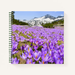 Flowers Crocus Pirin Mountain Park Bulgaria Notebook