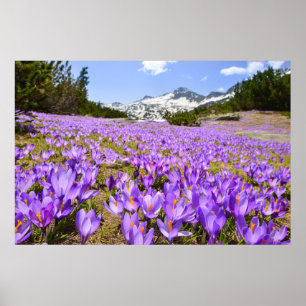 Flowers Crocus Pirin Mountain Park Bulgaria Poster