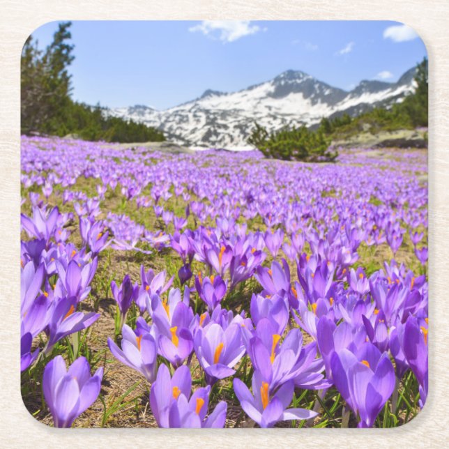 Flowers | Crocus Pirin Mountain Park Bulgaria Square Paper Coaster (Front)