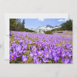 Flowers   Crocus Pirin Mountain Park Bulgaria Thank You Card