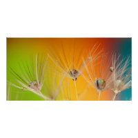 Flowers Dandelion Wedding Shower Love Peace