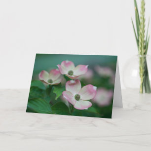 Flowers   Dogwood Blossoms Card