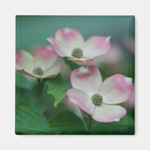 Flowers   Dogwood Blossoms Magnet