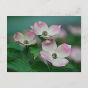 Flowers   Dogwood Blossoms Postcard
